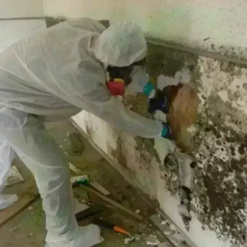 Mold Remediation and Removal in Hilton Head, SC